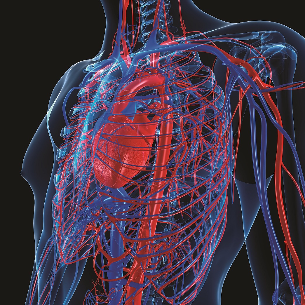 Human cardiovascular system